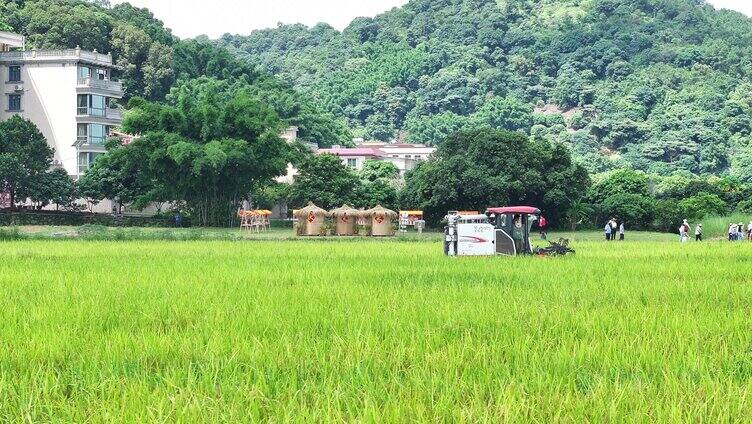 中国广东省广州市白云区太和镇白山村稻田