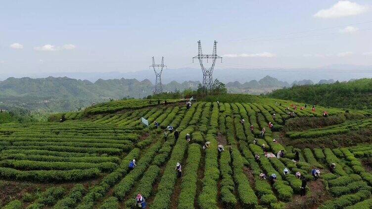 茶采茶航拍高山茶园