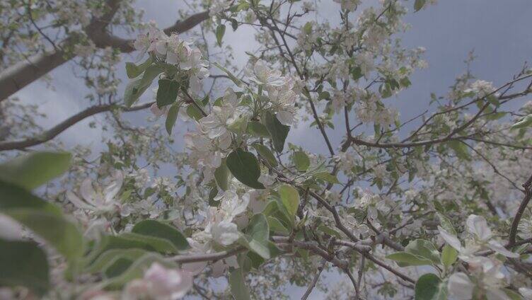 梨花 梨树 开花