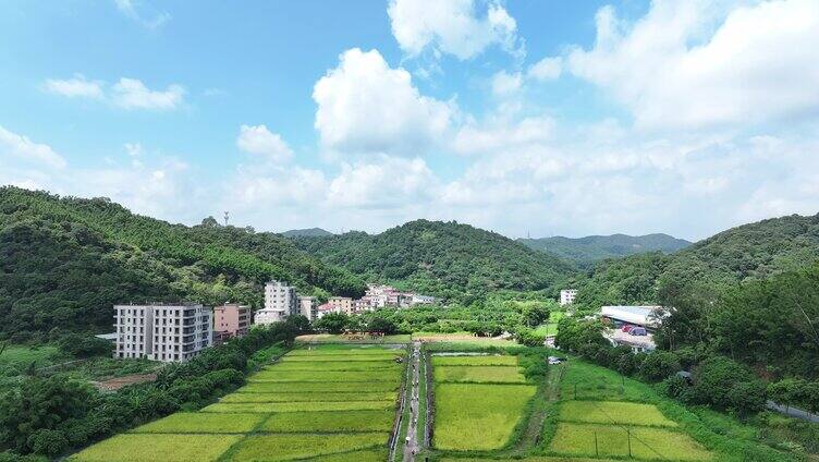 中国广东省广州市白云区太和镇白山村稻田