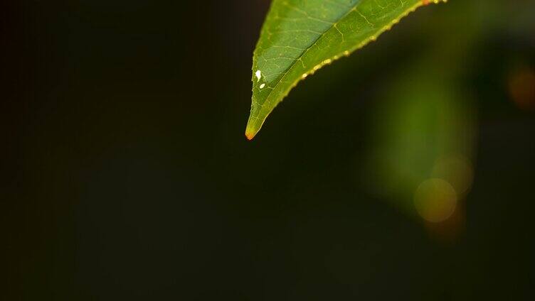 树叶上的水滴 特写