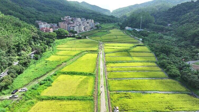 中国广东省广州市白云区太和镇白山村稻田