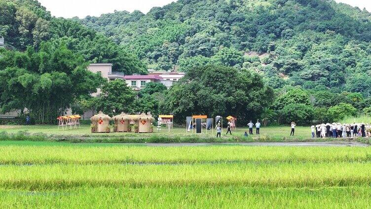 中国广东省广州市白云区太和镇白山村稻田