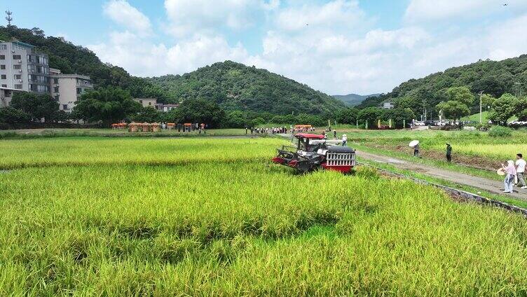 中国广东省广州市白云区太和镇白山村稻田