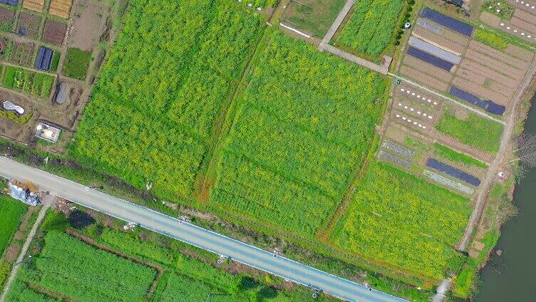 庄稼地麦田航拍 