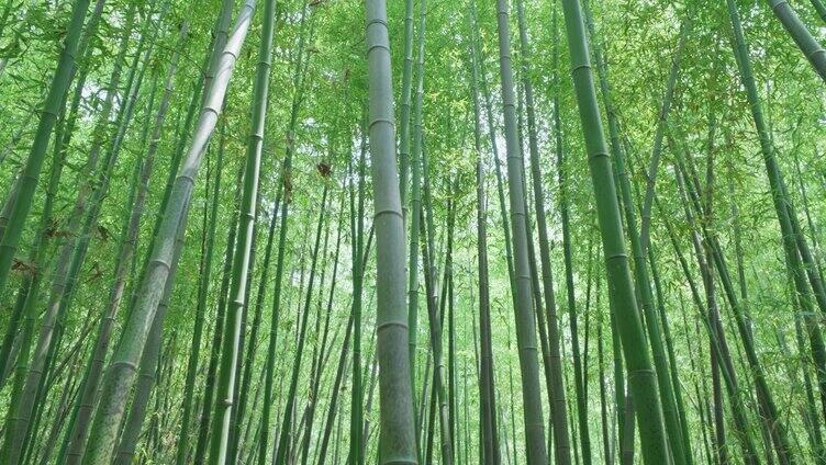 大自然植物竹林意境