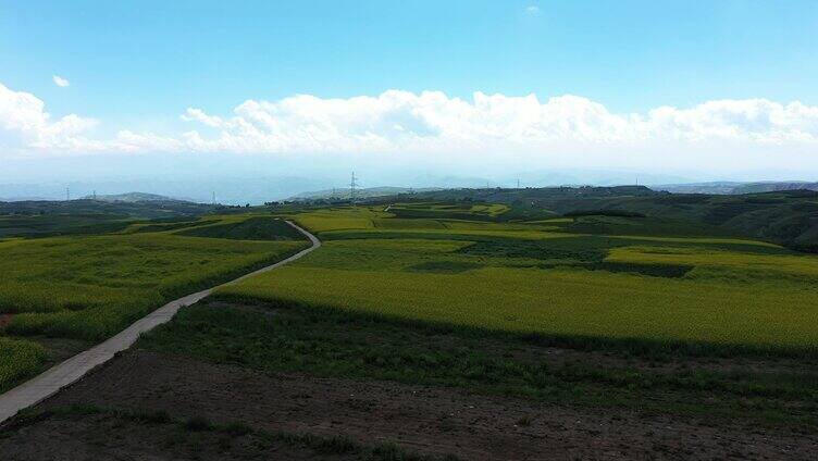 油菜花 油菜花田 航拍 田野 蓝天 乡村