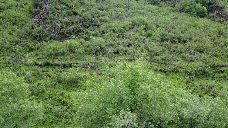 扎碾公路 青海 最美公路 旅游 森林 山