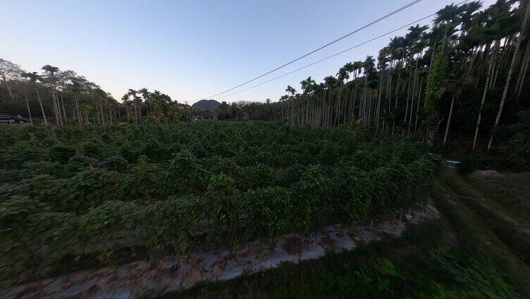 穿越机航拍4K热带雨林槟榔树林原始森林