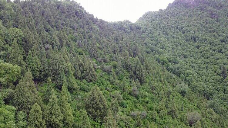 航拍 树林 白云 蓝天 4k 山脉 森林