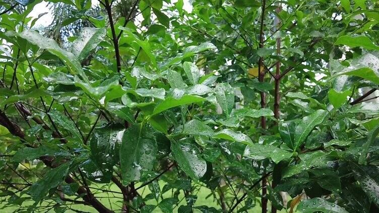 实拍阴天下雨雨滴滴在树叶上视频