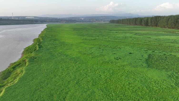 航拍三门峡沿黄岸边绿植