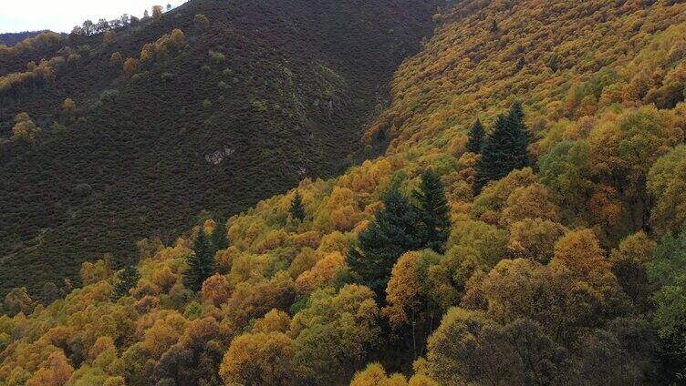  秋天 4k分辨率 宁静 自然美 风景 