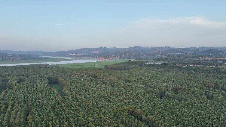 航拍三门峡黄河湿地树林