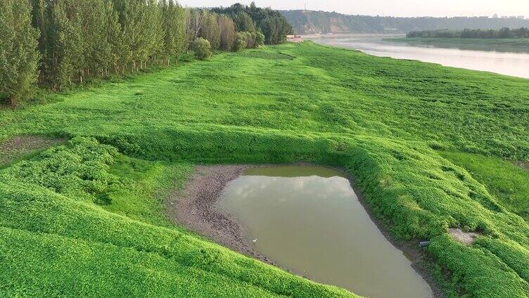 航拍三门峡黄河湿地种植