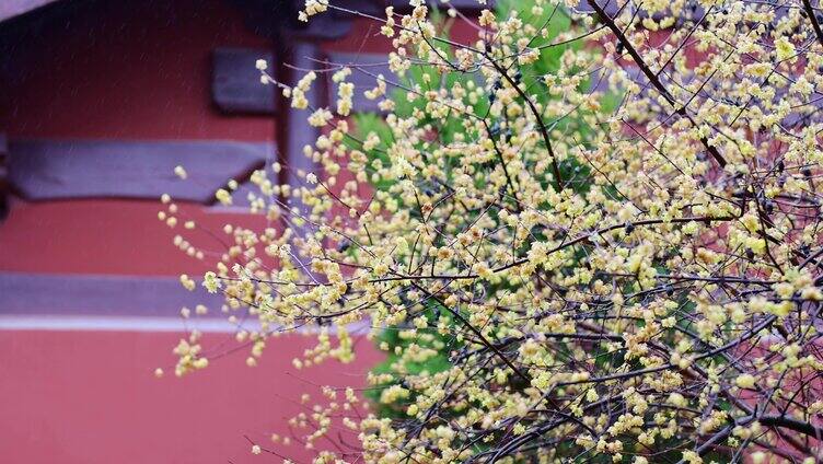 梅花 雨中梅花 古风梅花