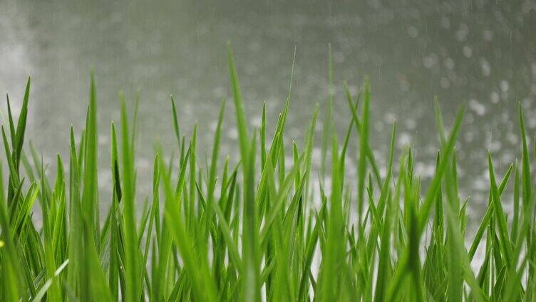 雨水 谷雨 下雨 梅雨 