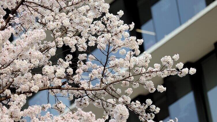 樱花 樱花飘落 樱花树 浪漫樱花