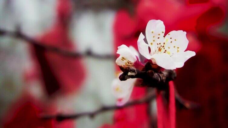 樱花 樱花树 唯美 空镜