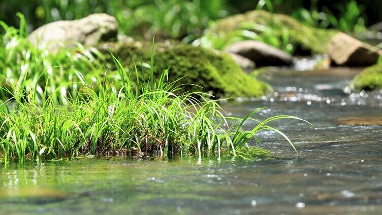 农村溪河绿草茵茵流水潺潺特写