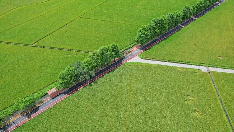 中山崖口村稻田