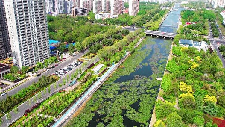 河流河道浮萍荷叶水系