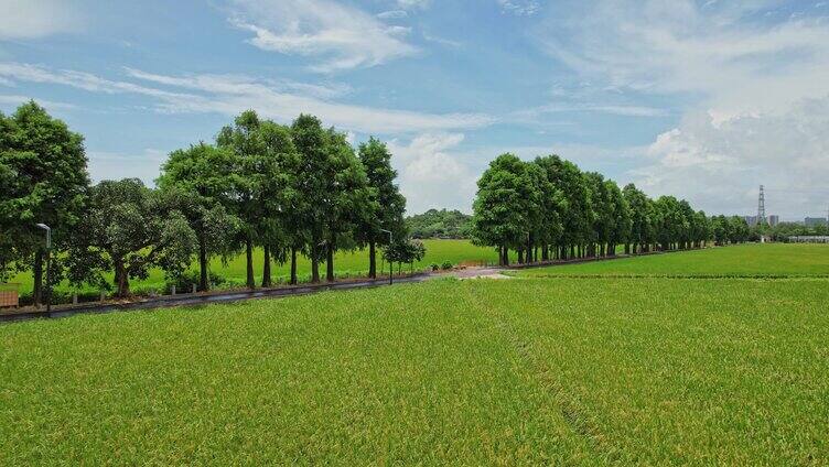 中山崖口村稻田