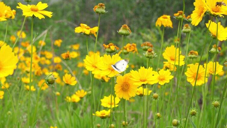 金鸡菊 花田 菊花 菊花花海 蜜蜂 花海