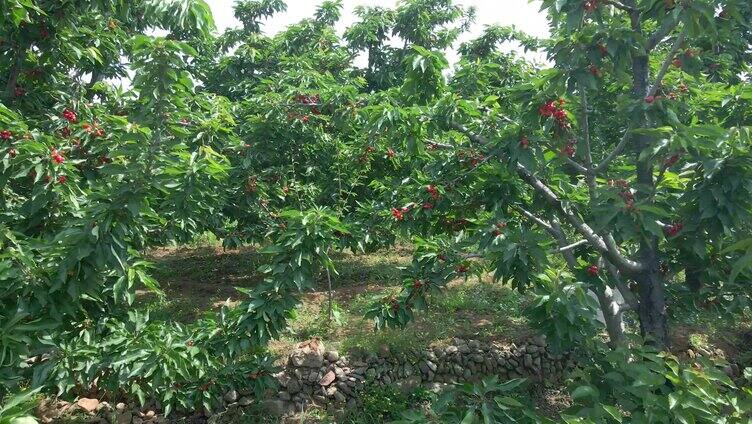 摘樱桃 樱桃 农场 三农 樱桃种植基地 