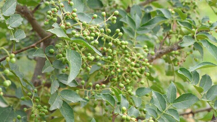 花椒 农村 农业 青花椒 藤椒 花椒 