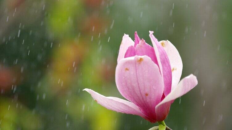 玉兰花 绿叶 细雨