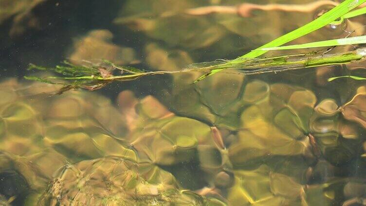 水底石头反射光波水草漂浮