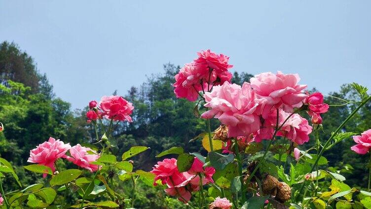 合集公园写意意境唯美月季花花丛月月红栽培