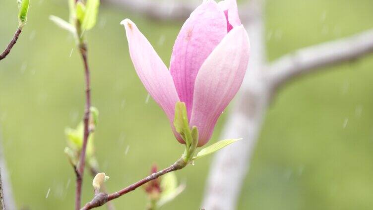 玉兰花 绿叶 细雨