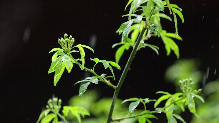 春天 木香花 细雨 