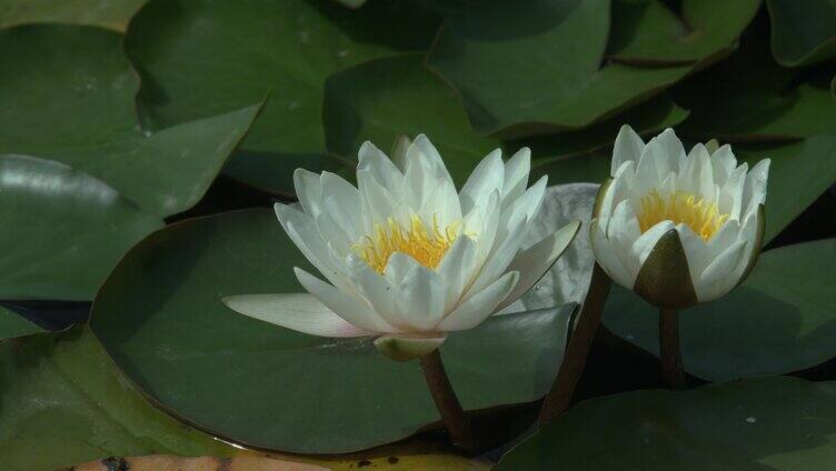 荷花 荷叶 荷塘 自然 池塘 莲花 夏天