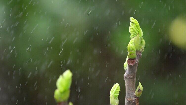 胡桃 嫩芽 细雨 