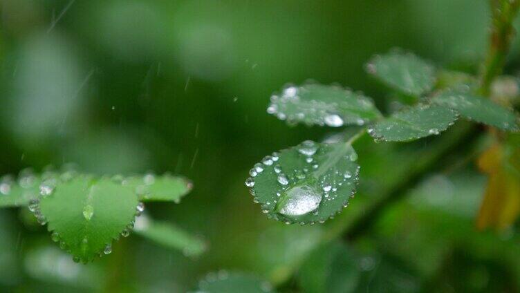 月季 绿叶 细雨