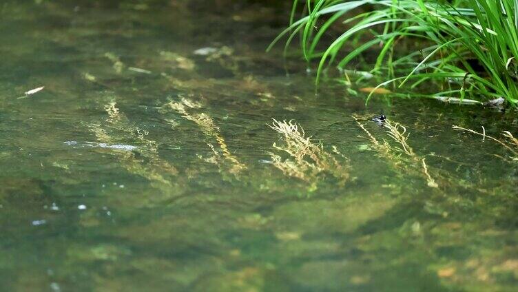 浅水溪水草浮萍飘动