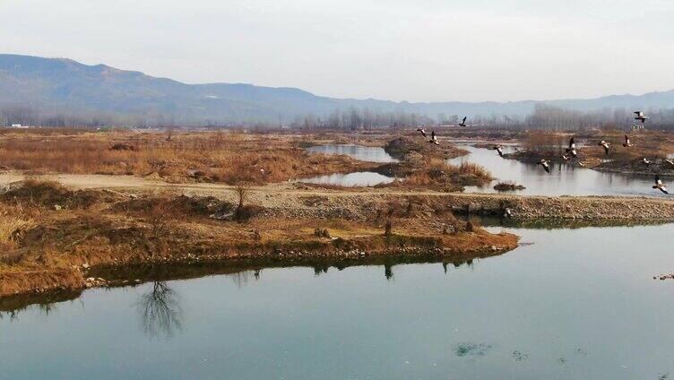 野外湿地群鸟