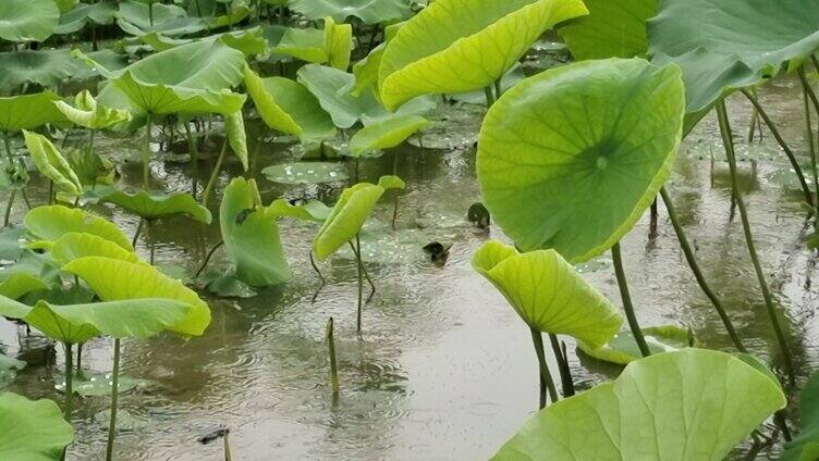 荷叶 荷花 雨水 池塘 唯美 雨季 清新