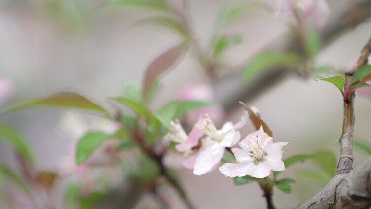 蜜蜂 海棠 绿叶 