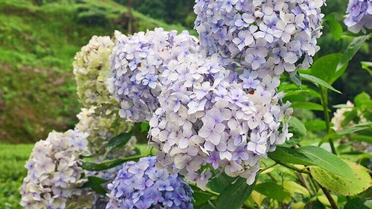 合集大自然绣球花花蕊花朵绽放