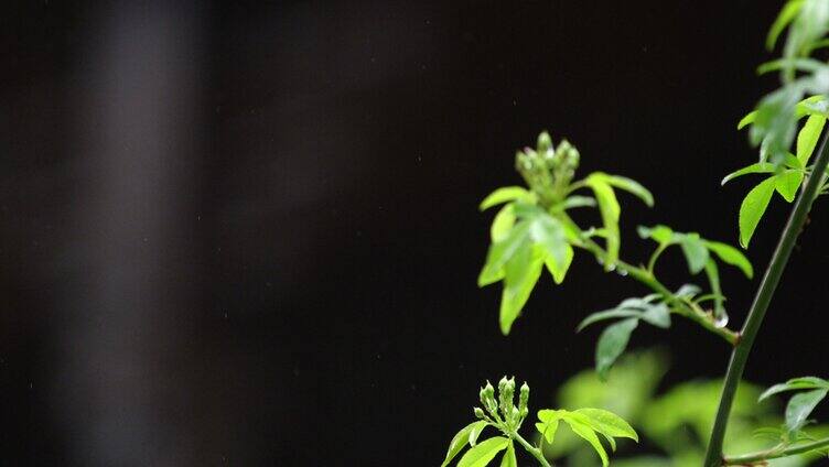 春天 木香花 细雨 