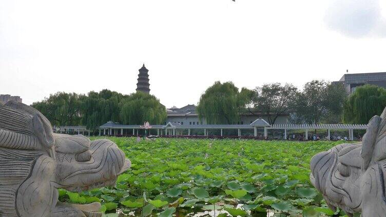 龙泉塔 荷花 池塘 延时 滕州 荷叶 