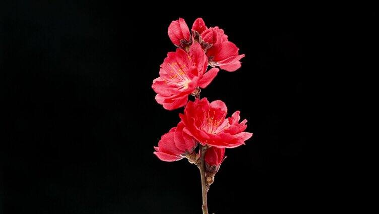 花 植物 花头 花瓣 特写 4k分辨率 