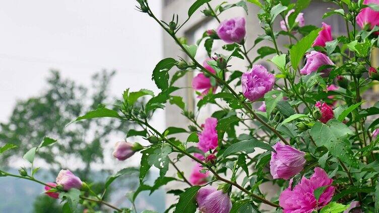 合集木槿花花朵花卉公园栽植栽培植物