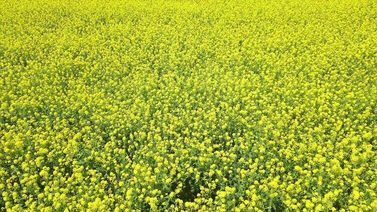 油菜花 菜籽油 油菜籽 花海田园 春天 