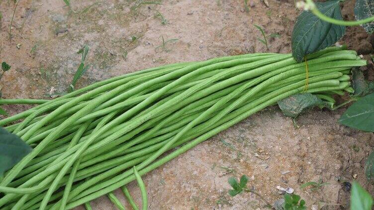 绿色蔬菜 长豆角 青菜 大棚蔬菜 豆角 