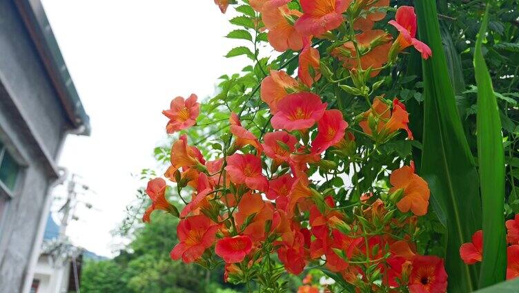 （合集）唯美空境凌霄花花朵花卉盛开绽放